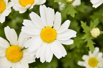 daisy flowers on green background