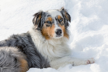 Australian Shepherd pupp, Australian collie on snow