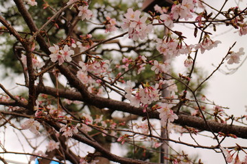 桜の花