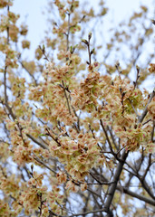 blooming apple tree in spring