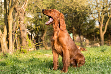 Happy irish setter puppy dog 