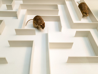 Two rats are in different parts of the white maze.