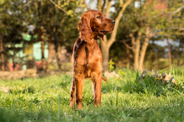 Portrait of a brown puppy on the grass