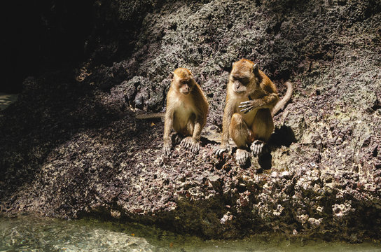 coppia di scimmie vicino acqua