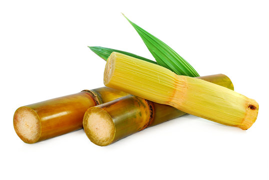 sugar cane isolated on white background