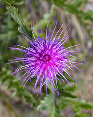 Thistle flower pink