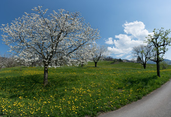 Obraz premium beautiful spring landscape with green fields and blossoming cherry trees