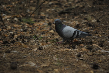 pigeon on ground