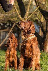 dog father and son, puppy and adult dog setter