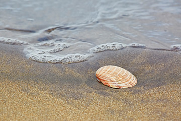 Fototapeta na wymiar Seashell lying on the sand in the incoming wave