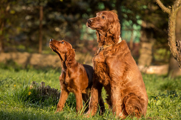 dog father and son, puppy and adult dog setter