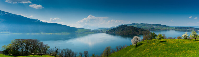 beautiful panorama lakeside landscape in Switzerland with green fields and blossoming flowers and trees and mountains behind
