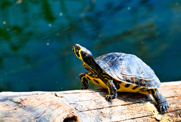 A  yellow striped Florida red-bellied cooter or Florida redbelly turtle, species of turtle in the family Emydidae, on a wood trunk in a water pond