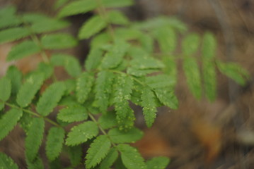 fern in the forest