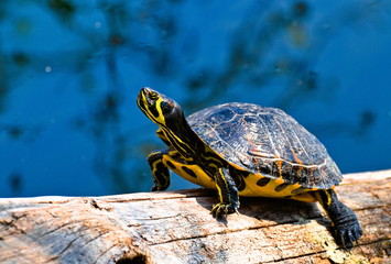 A  yellow striped Florida red-bellied cooter or Florida redbelly turtle, species of turtle in the family Emydidae, on a wood trunk in a water pond