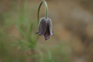 flower in the garden