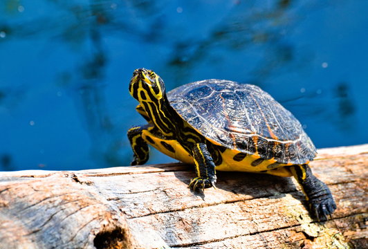 A  yellow striped Florida red-bellied cooter or Florida redbelly turtle, species of turtle in the family Emydidae, on a wood trunk in a water pond