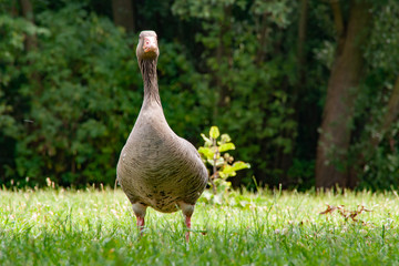 Gans