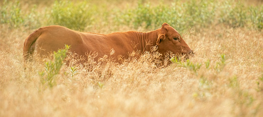 Cow in the countryside
