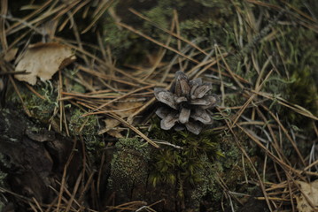 mushroom in the grass