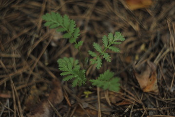 green leaf, forest