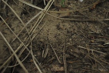 closeup of grass
