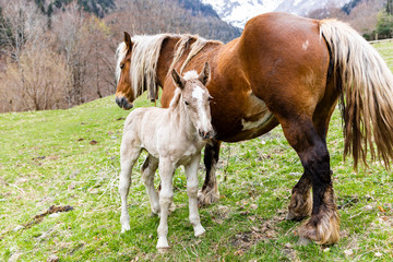 Obraz na płótnie Canvas Little foal and his mother on a field