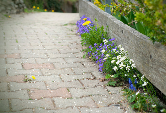 Wooden fence and blooming spring flowers near to the house. Growing April flowers near to wooden fence.