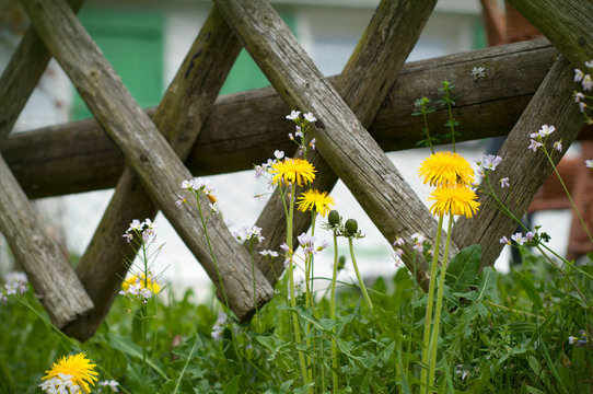 Wooden fence and blooming spring flowers near to the house. Growing dandelions near to wooden fence
