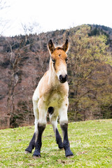 Fototapeta premium Portrait of a little foal on a field