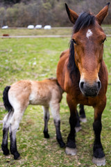 Little foal suckling from his mother on a field