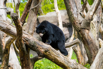 Bears family.  Wild Black Bear