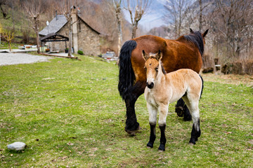 Little foal and his mother on a field