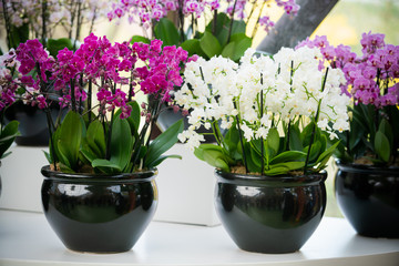 beautiful Phalaenopsis orchid flowers