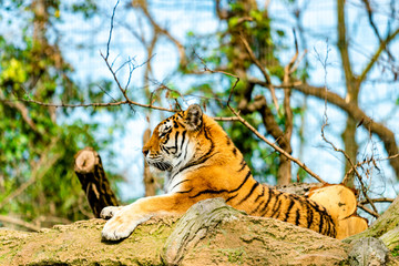 Fototapeta na wymiar beautiful tiger in zoo