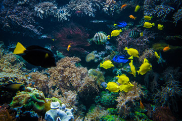 Naklejka na ściany i meble tropical Fish on a coral reef