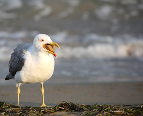 bird seagull in summer on the beach