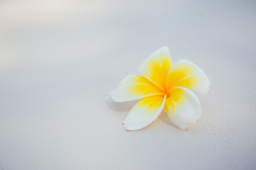 Fototapeta na wymiar frangipani flower on white.