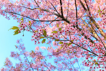 Wild Himalayan Cherry ( Prunus cerasoides ) ( Sakura in Thailand ) at Phu Lom Lo mountain , Loei , Thailand