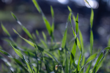 The first spring grass in the morning sun with a blur background