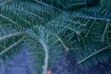 Close-up of one spruce branch with focus on the background.