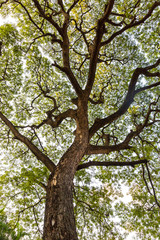 forest trees. nature green wood sunlight backgrounds.