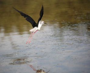 bug black winged stilt during take off