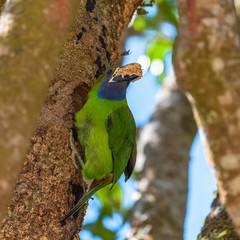 Emerald toucanet, bird that takes bark from a tree to build its nest, in Costa Rica 