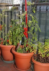 Fototapeta na wymiar Tomato in the vases of an urban garden