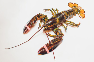 Live Boston lobster isolated on white background.