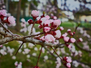 Flowering apricot trees in April in Ukraine