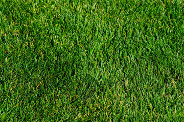 Background of a green grass. Green grass texture