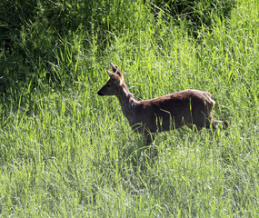 roe deer grazes in the clearing after waking up from hibernation