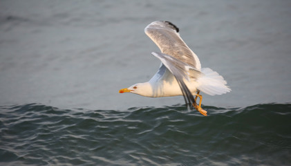 sea gull in summer by the Mediterranean sea in summer